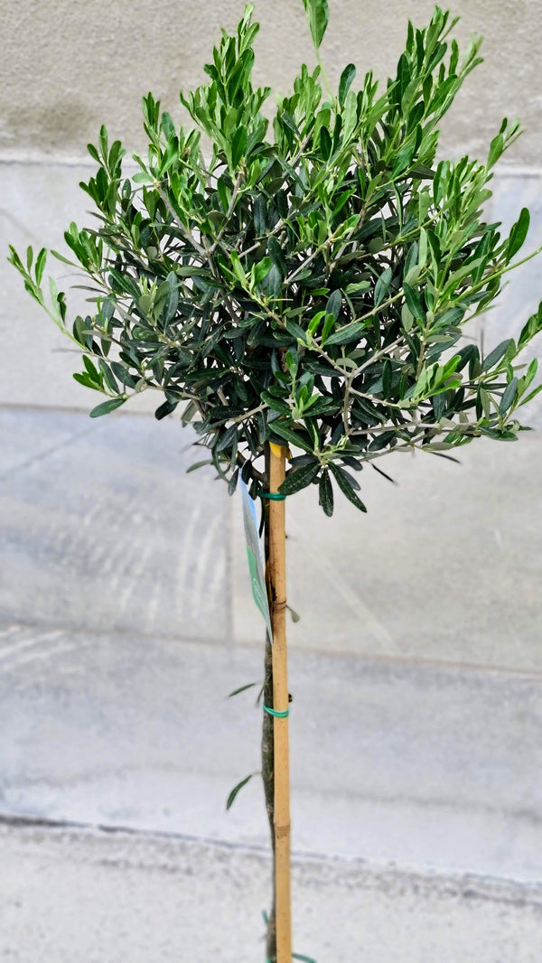 Olive tree
